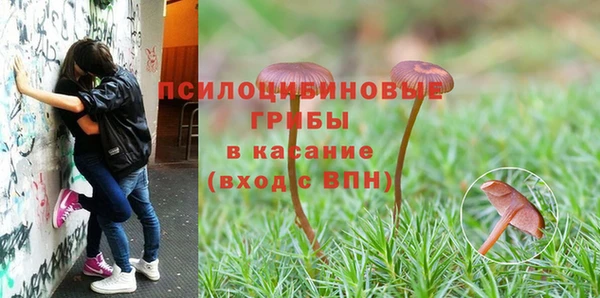 сатива Баксан